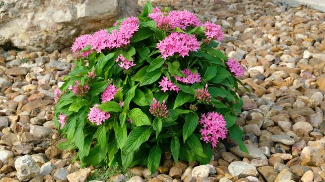 Pentas Lucky Star or Egyptian starcluster bush with pink flowers in full bloom 