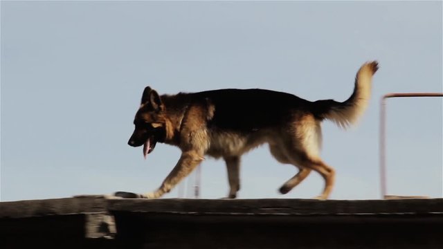 A German Shepherd Dog on the Roof of a Poor House in Buenos Aires Province, Argentina.