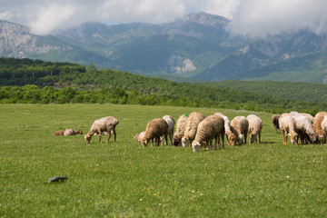 Fototapeta na wymiar Sheeps on the alp fields. A sheeps is sitting at an alpine meadow in the alps.