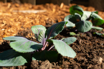 Cabbage