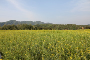 Obraz premium 꽃밭