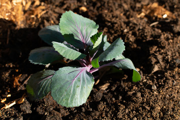 Cabbage