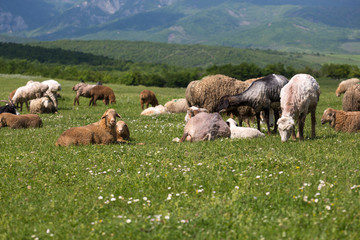 Fototapeta premium Sheeps on the alp fields. A sheeps is sitting at an alpine meadow in the alps.