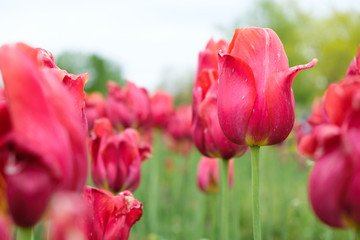 Group of red tulips in the garden during spring or summer time