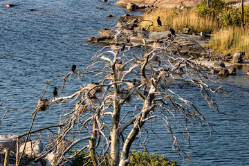 cormorants nests