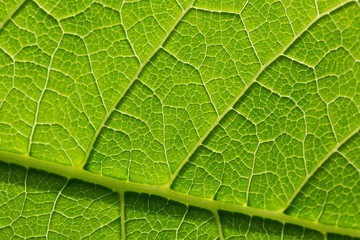 Green leaf pattern, natural background. Green natural background, visible leaf texture