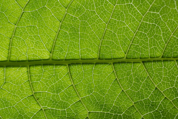 Fototapeta na wymiar Green leaf pattern, natural background. Green natural background, visible leaf texture