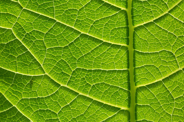 Green leaf pattern, natural background. Green natural background, visible leaf texture