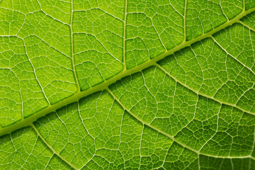 Fototapeta na wymiar Green leaf pattern, natural background. Green natural background, visible leaf texture