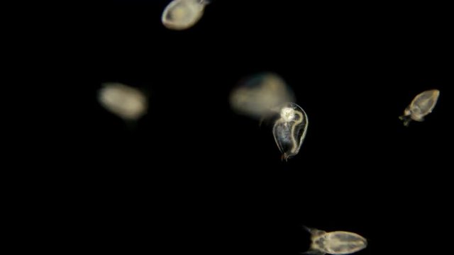 Bosmina water flea under the microscope, the chaotic movement of a colony of Bosmina plankton crustaceans, they are easily recognized by the antennulae resembling a beak, is a planktonic organism
