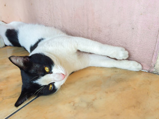 Thai cat relax on the floor, Close-Up Beautiful Thai cat - Image