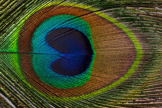 colorful feathered tail of a male peacock close up horizontal