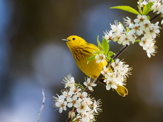 Yellow Warbler (Setophaga petechia) perching on white flowering tree branch in spring, Ottawa, Canada