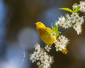 Yellow Warbler (Setophaga petechia) perching on white flowering tree branch in spring, Ottawa, Canada