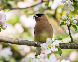 Cedar Waxwing perching on a flowering tree eating flower petals in spring, Ottawa
