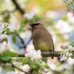 Cedar Waxwing perching on a pink flowering tree  in spring, Ottawa