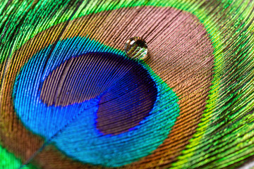 colorful feathered tail of a male peacock with drip