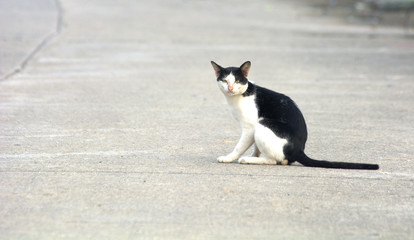 Homeless black and white cat resting on the warm asphalt road. in the morning
