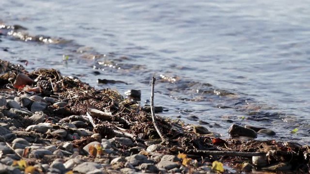 Close Up Of Calm Lake Waves Washing Over Sticks And Stones On Beach Shore