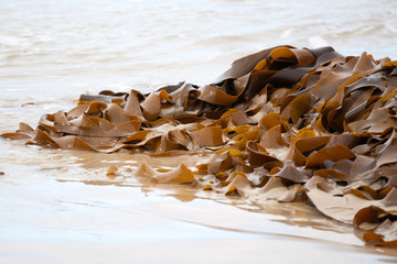 brown kelp seaweed on the beach © anankkml