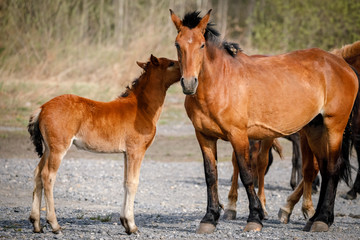Fototapeta premium Horse