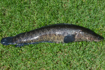 Northern Snakehead caught in Virginia