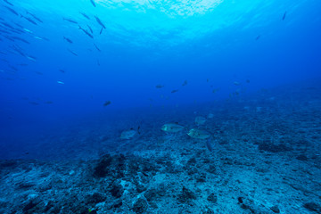 Fototapeta na wymiar 青い海を泳ぐギンガメアジの群れ　小笠原