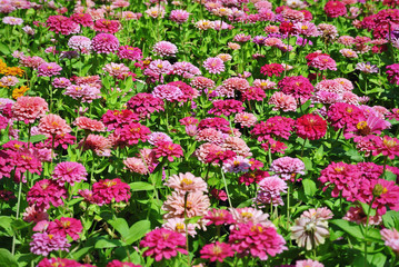 Fototapeta premium Full Frame Background of Fresh Pink Flower Field in the Park with Selective Focus