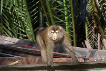Image of Pig-tailed Macaque monkeys on the boat.Suratthani,Thailand