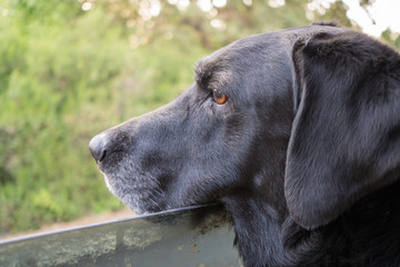 Black labrador retriever looking out of car window.