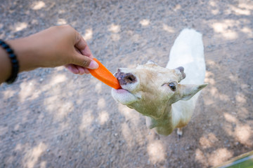 Obraz premium 31 March 2019-Thailand::feeding animals at safari park