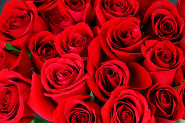 fresh red roses in a bouquet as background