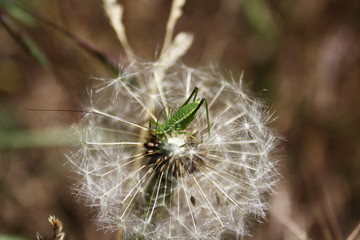 Green grasshopper (Tettigonia viridissima) on a dandelion flower