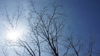 silhouette of a tree branch with sunlight and a blue sky