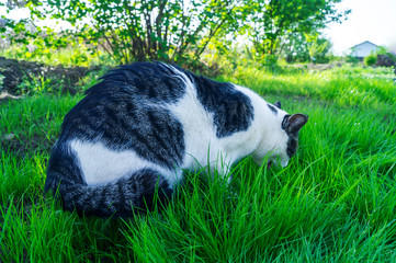 A striped cat eats green grass on the street.