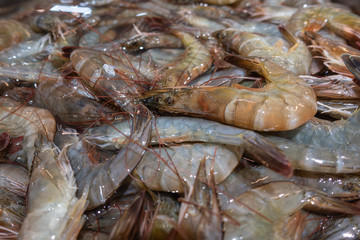 A fresh shrimp on sale in the market