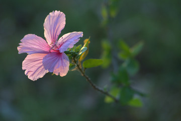 close up back eye view full bloom pink Hibicus flower, Chinese rose, Chibi flower