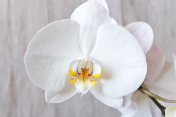 Fototapeta na wymiar Beautiful Orchid flower. Close up. Orchid Bud.