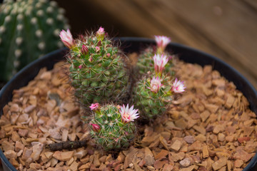 cactus floreando