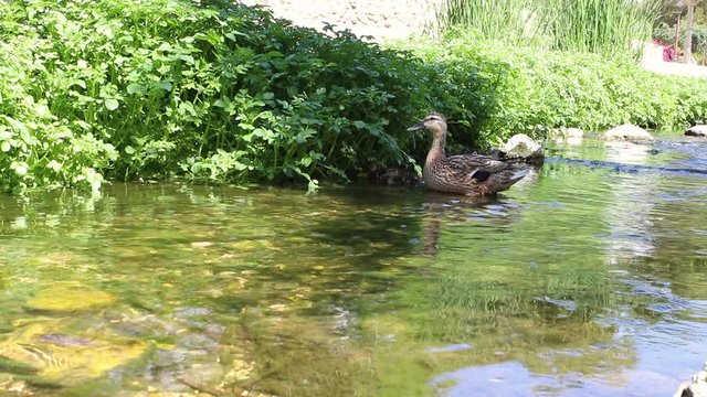 Mummy duck and her little ducks in the river.