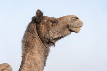 Camel head in desert Thar during Pushkar Camel Fair, Rajasthan, India