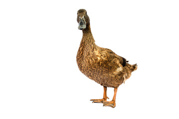Brown Khaki Campbell duck on a white background.
