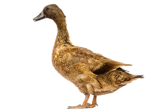 Brown Khaki Campbell duck on a white background.