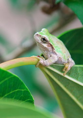 葉っぱの上のアマガエル