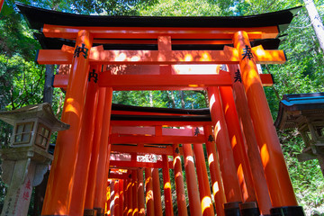Fushimi Inari-taisha Shrine. Thousands countless vermilion Torii gates with red Japanese lanterns,...