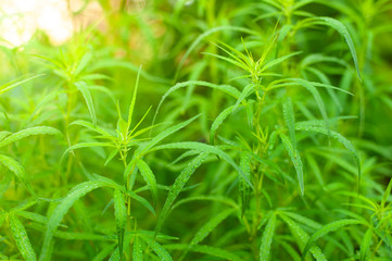 Closeup nature view of Marijuana plant green leaf medical use For education With the summer under sunlight . Natural green plants landscape using as a background or wallpaper.