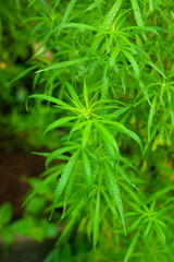 Closeup nature view of Marijuana plant green leaf medical use For education With the summer under sunlight . Natural green plants landscape using as a background or wallpaper.