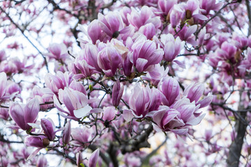 flowers of lilac
