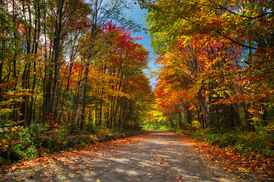 A road in Ontario with beautiful Fall colours on both sides