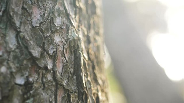 Textural tree bark at golden hour